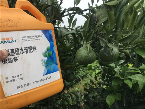 水溶肥，拉姆拉，翠姆