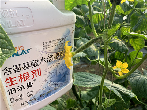 水溶肥，拉姆拉，伯示麥
