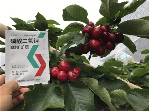 水溶肥，拉姆拉，翠姆