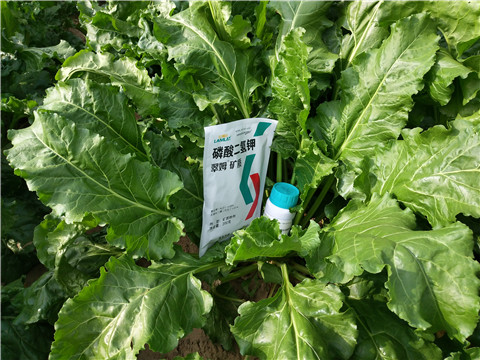 水溶肥，拉姆拉，翠姆