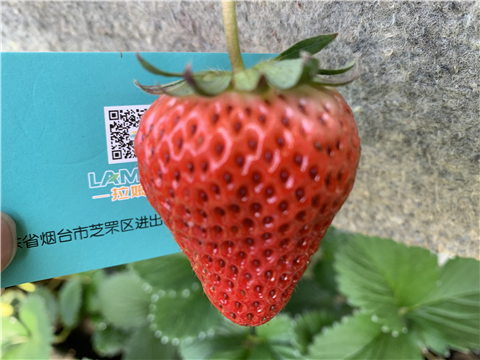 水溶肥，拉姆拉，翠姆