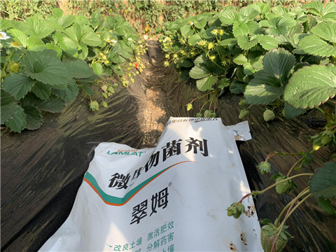 水溶肥，拉姆拉，翠姆