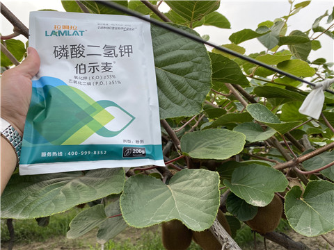 磷酸二氫鉀，拉姆拉，伯示麥