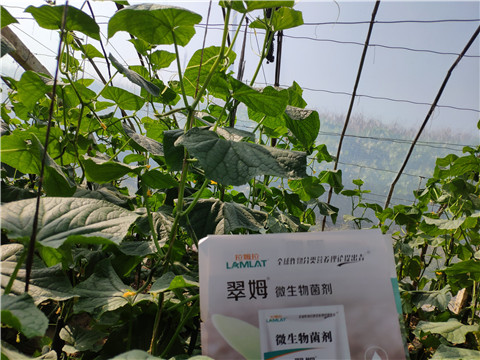 水溶肥，拉姆拉，翠姆