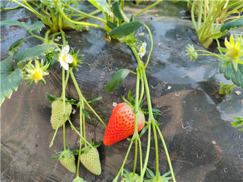 微生物菌劑，拉姆拉，翠姆