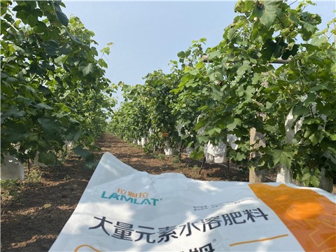 大量元素水溶肥，拉姆拉，翠姆