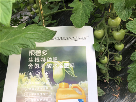 水溶肥，拉姆拉，翠姆