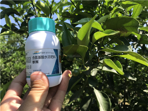 葉面肥，拉姆拉，翠姆