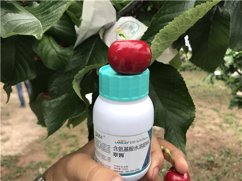 水溶肥，拉姆拉，翠姆