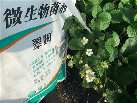 微生物菌劑，拉姆拉，翠姆
