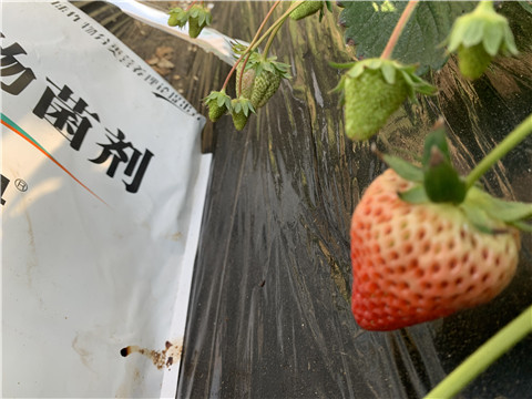 微生物菌劑，拉姆拉，翠姆