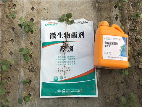 葉面肥，拉姆拉，翠姆