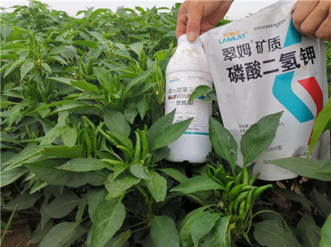 水溶肥，拉姆拉，翠姆