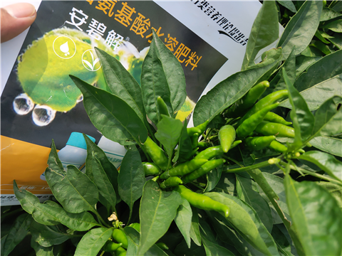 水溶肥，拉姆拉，翠姆