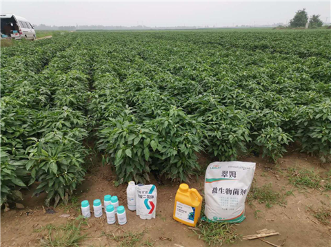 水溶肥，拉姆拉，翠姆