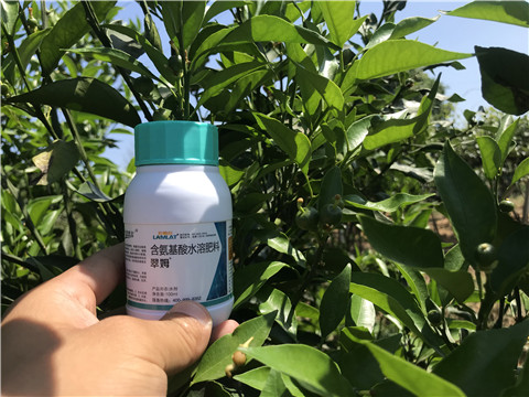 葉面肥，拉姆拉，翠姆