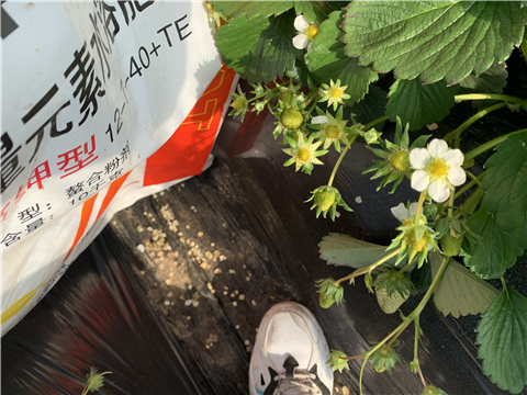 水溶肥，拉姆拉，翠姆