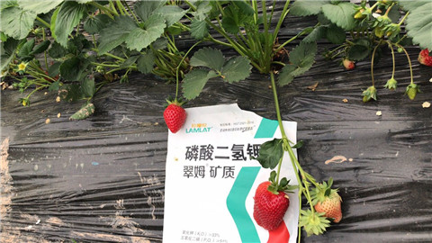 磷酸二氫鉀，拉姆拉，翠姆