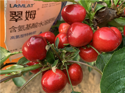 水溶肥，拉姆拉，翠姆