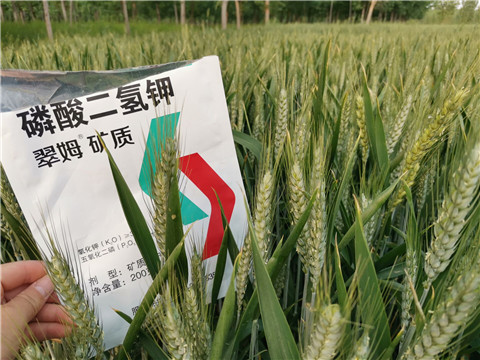 葉面肥，水溶肥，磷酸二氫鉀