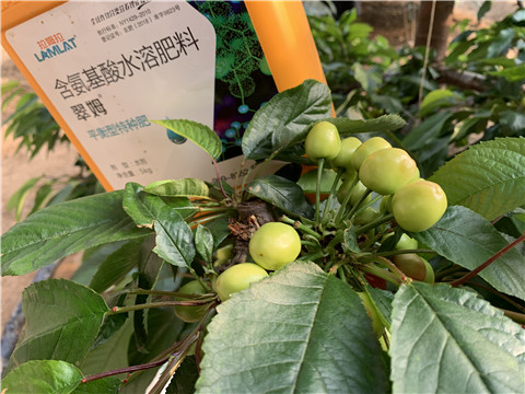 氨基酸水溶肥，拉姆拉，翠姆