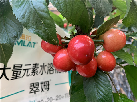 大量元素水溶肥，拉姆拉，翠姆