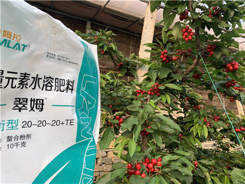 大量元素水溶肥，拉姆拉，翠姆
