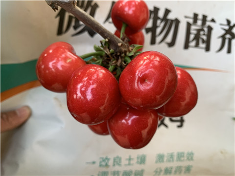 水溶肥，拉姆拉，翠姆