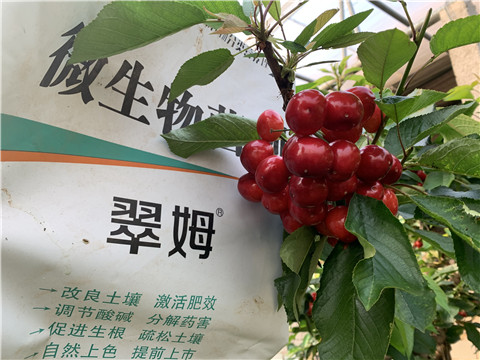 水溶肥，拉姆拉，翠姆