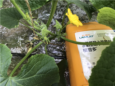 水溶肥，拉姆拉，翠姆