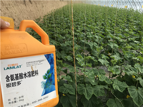 水溶肥，拉姆拉，翠姆