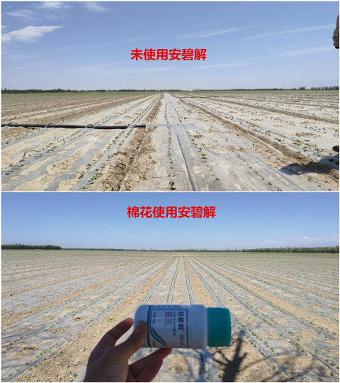 安碧解，拉姆拉，翠姆