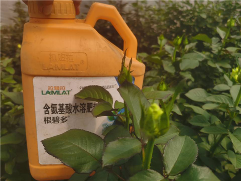 生根劑，拉姆拉，翠姆