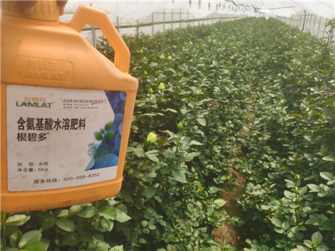 生根劑，拉姆拉，翠姆