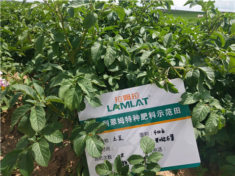 安碧解，拉姆拉，翠姆
