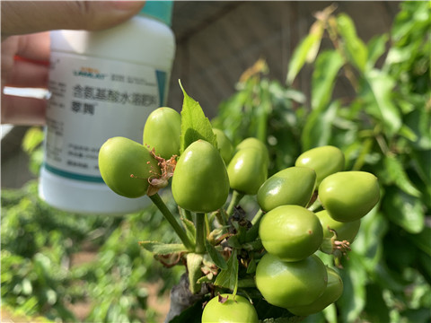 氨基酸水溶肥，拉姆拉，翠姆