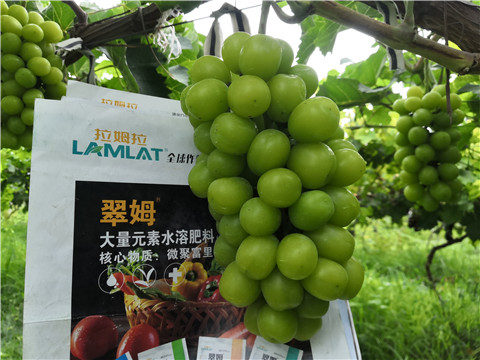 水溶肥，拉姆拉，翠姆