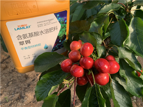 水溶肥，拉姆拉，翠姆