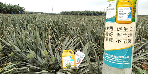 水溶肥，拉姆拉，翠姆