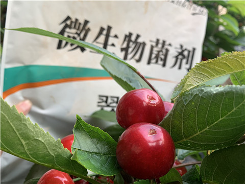 微生物菌劑，拉姆拉，翠姆