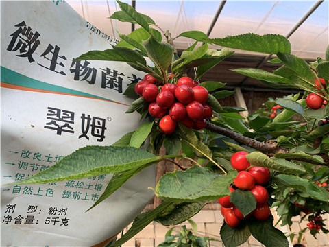 微生物菌劑，拉姆拉，翠姆