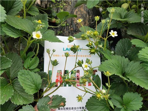 水溶肥，拉姆拉，翠姆