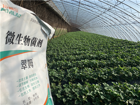 水溶肥，拉姆拉，翠姆