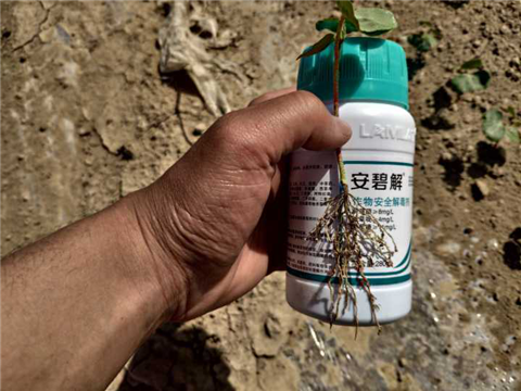 水溶肥，拉姆拉，翠姆