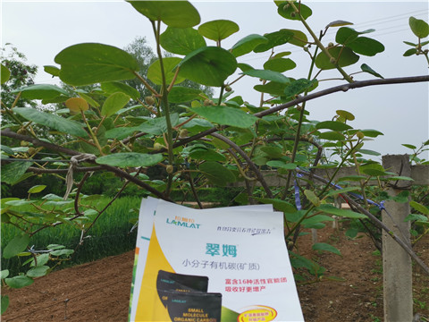 小分子有機碳，拉姆拉，翠姆