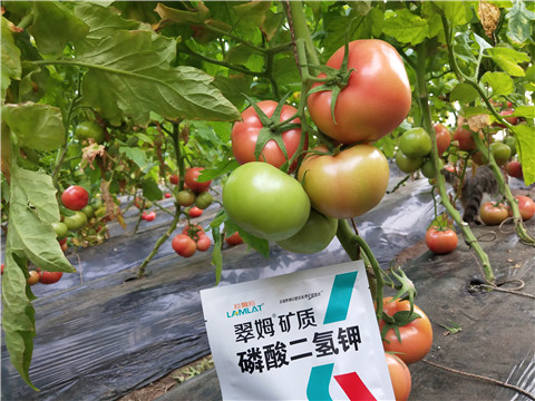 磷酸二氫鉀，拉姆拉，翠姆