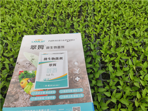 水溶肥，拉姆拉，翠姆