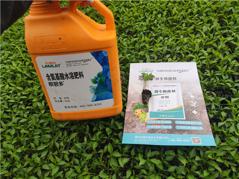 水溶肥，拉姆拉，翠姆