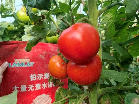 水溶肥，拉姆拉，伯示麥 