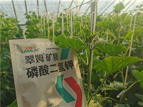 水溶肥，拉姆拉，翠姆